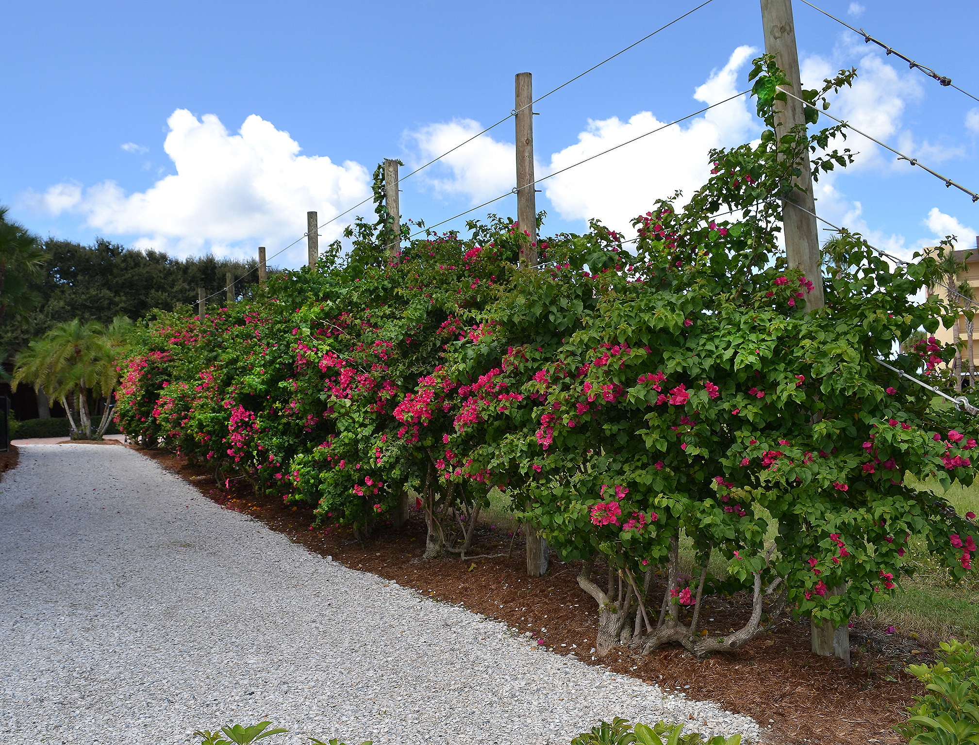 botanical solutions fence trellis