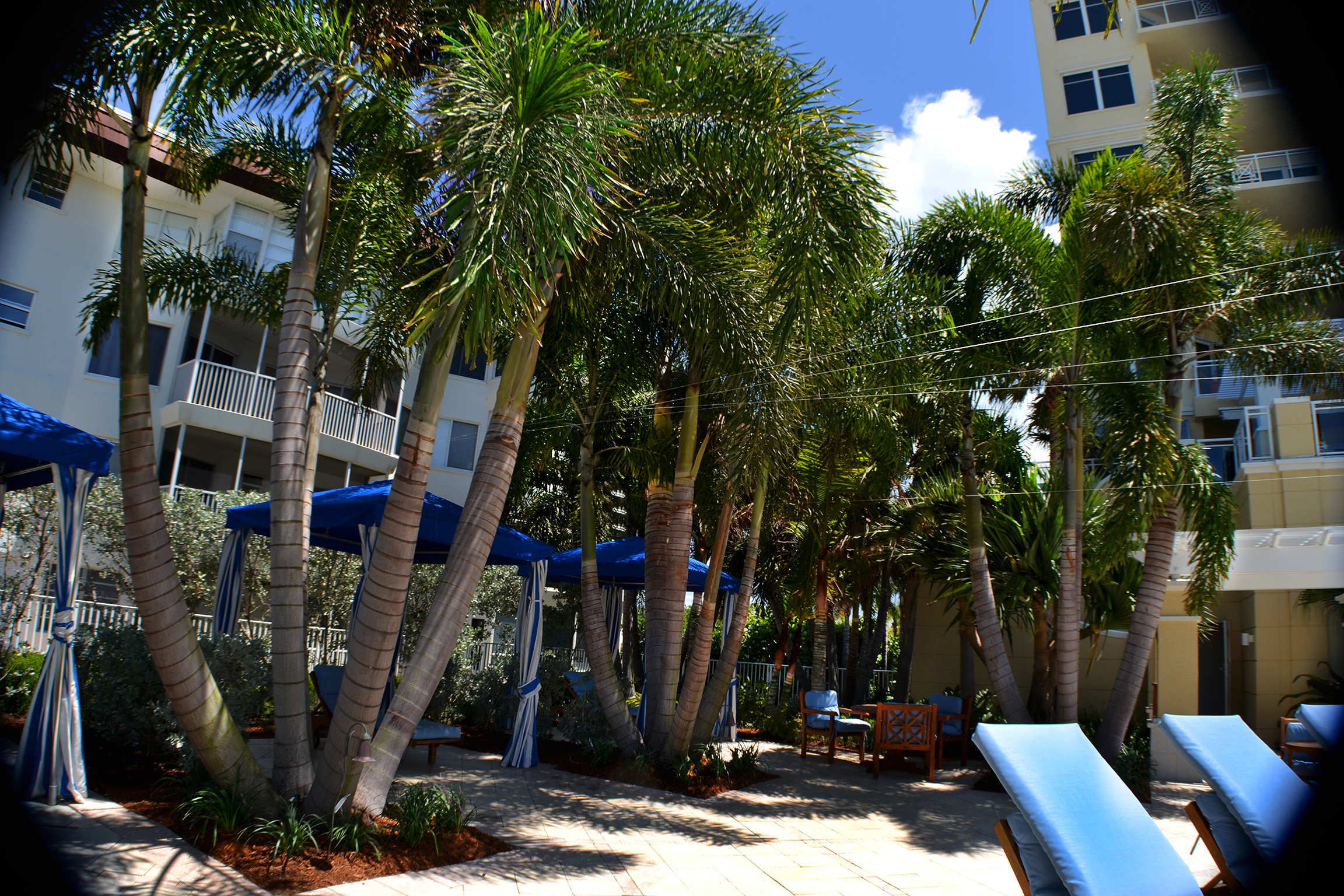 mark steinberg palms