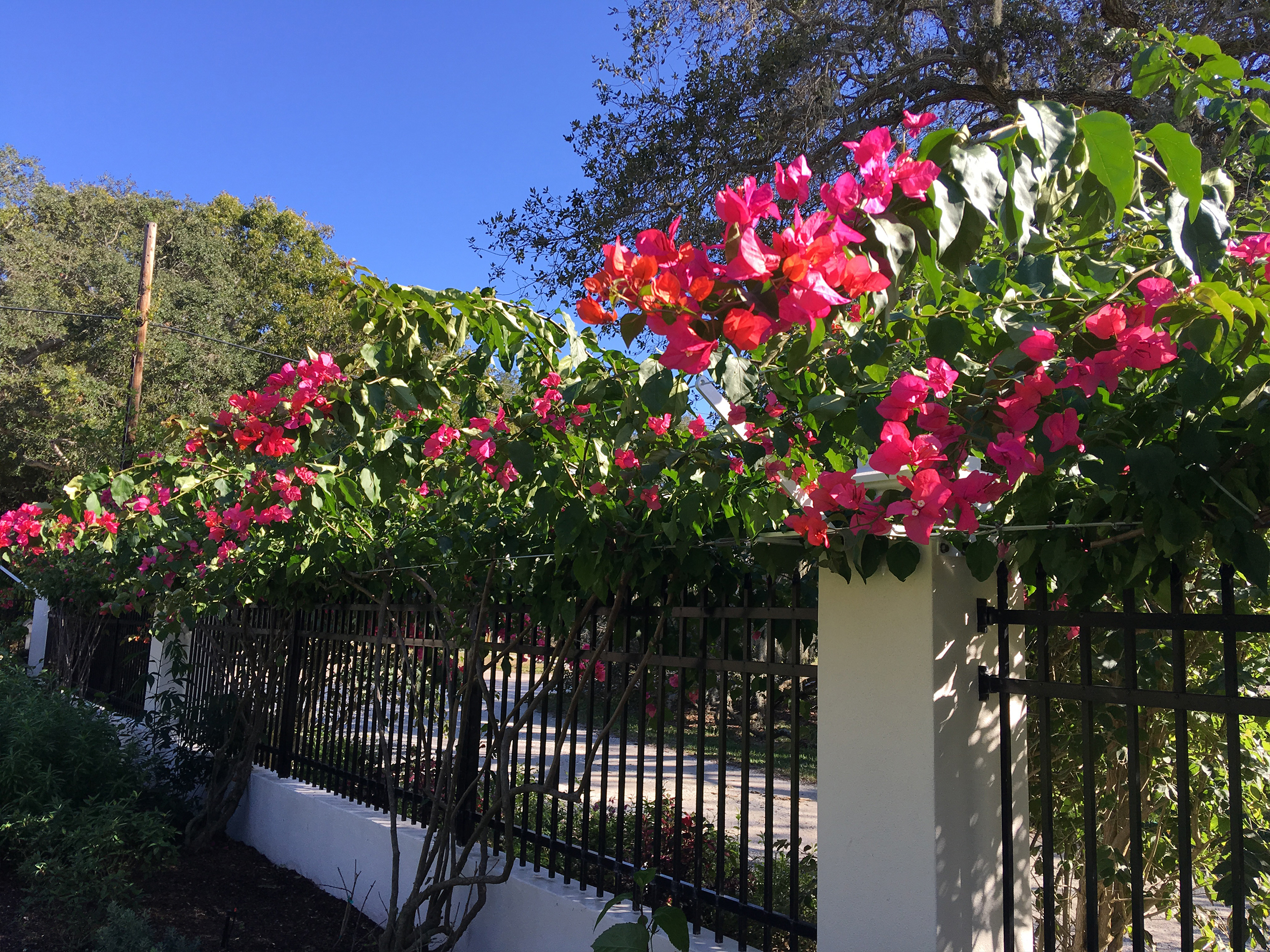 botanical solutions fence trellis